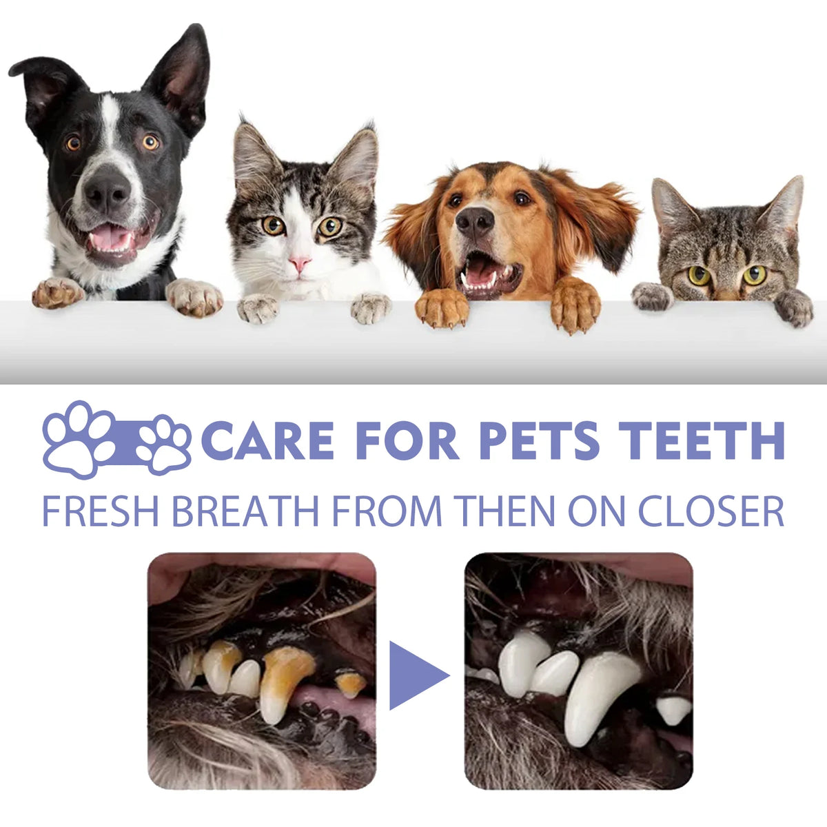 Spray Oral para Perros y Gatos — Ayuda a Eliminar Placa y Sarro