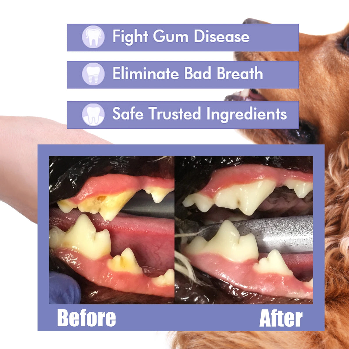 Spray Oral para Perros y Gatos — Ayuda a Eliminar Placa y Sarro